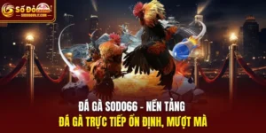 đá gà sodo66