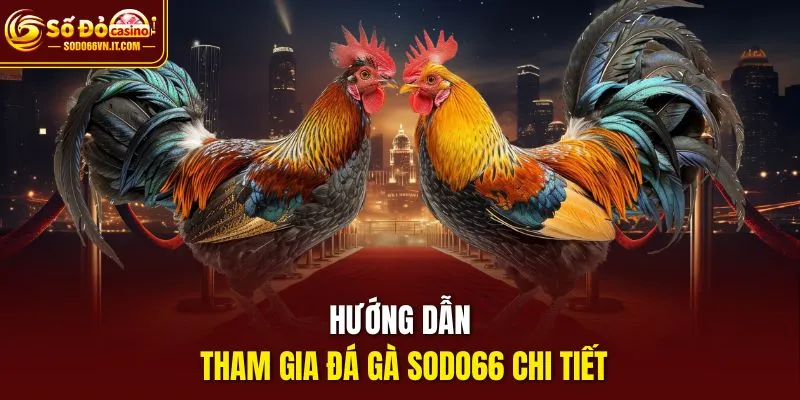 Hướng dẫn tham gia đá gà sodo66 chi tiết