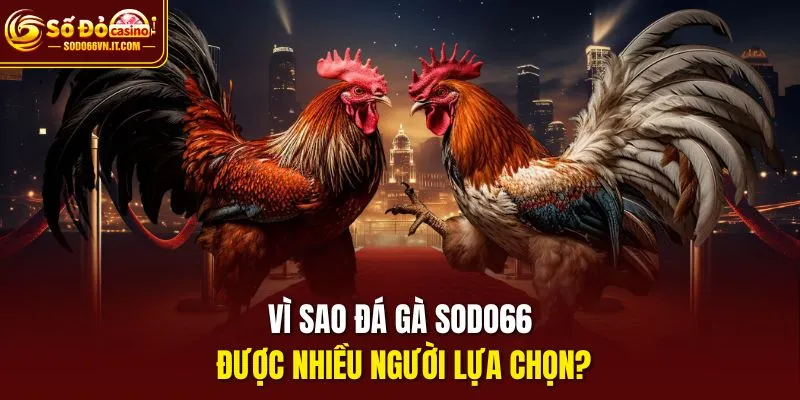 Vì sao đá gà sodo66 được nhiều người lựa chọn?